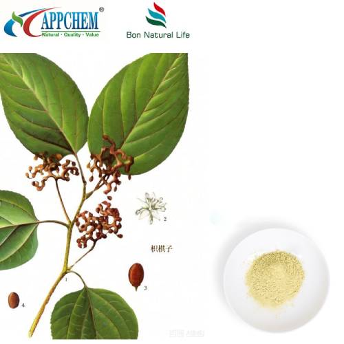 Hovenia Dulcis -uutejauhe