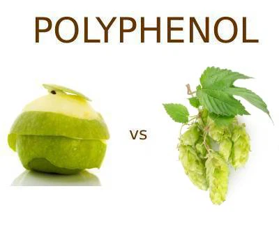 Applen polyfenolit vs humalan polyfenolit: kumpi tarjoaa parempia terveyshyöt...