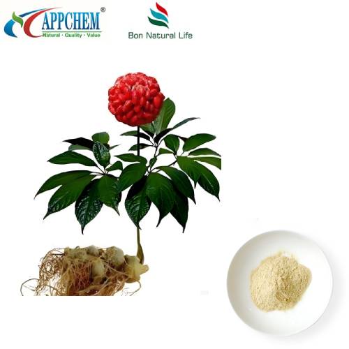 Notoginseng-juuriuute