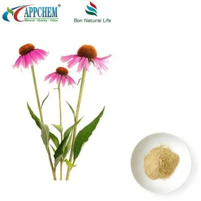 Echinacea Purpurea -uutejauhe
